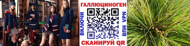 хочу   Волоколамск  Псилоцибиновые грибы мицелий 